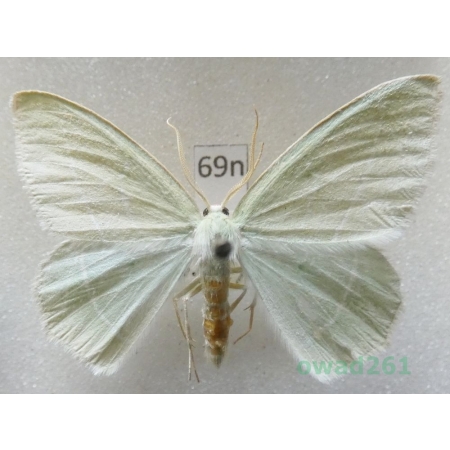 Hemistola chrysoprasaria (Esper, 1794) Czech69n